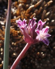 Allium abramsii
