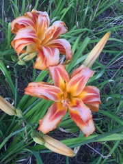 Hemerocallis fulva kwanso