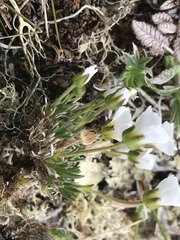 Cherleria arctica