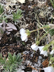 Cherleria arctica