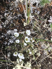 Cherleria arctica