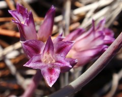 Allium abramsii