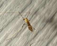 Erioptera caliptera