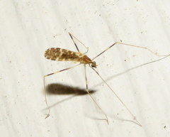 Erioptera caliptera