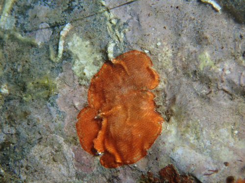 Schizoporellidae