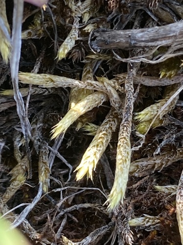 Brachythecium turgidum, 2024-08-22