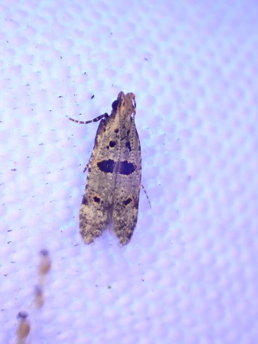 Deltophora glandiferella photo 5