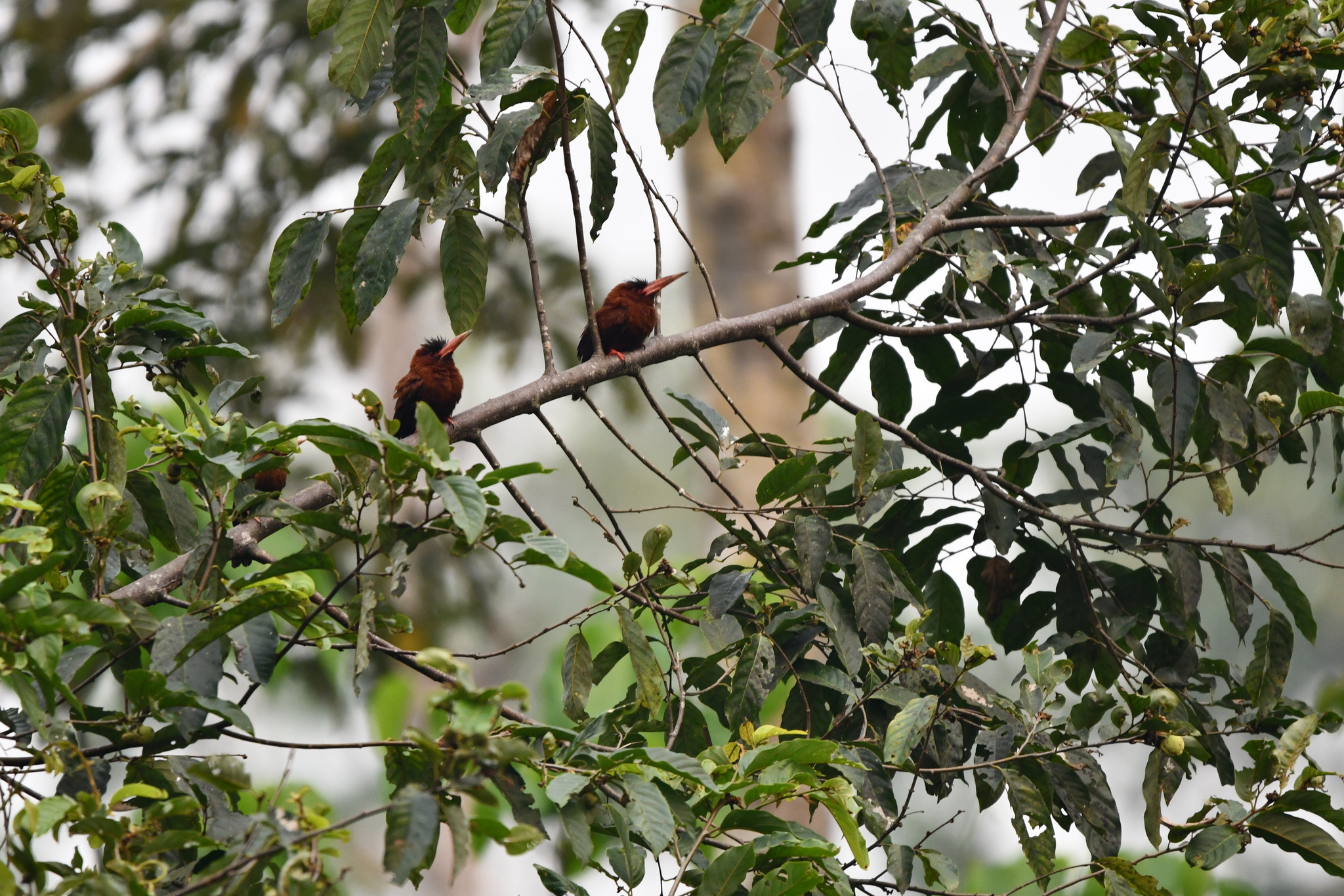 Purus Jacamar (Galbalcyrhynchus purusianus), photo 5