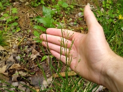 Poa alsodes