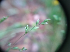 Poa alsodes