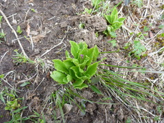 Primula frigida