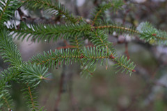 Abies pinsapo
