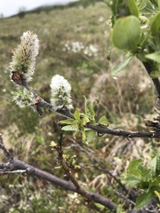 Salix richardsonii