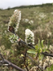 Salix richardsonii