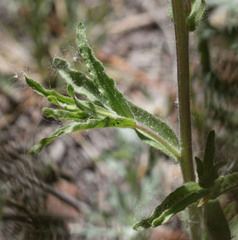 Castilleja martini martini