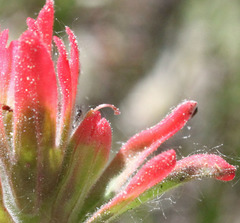 Castilleja martini martini