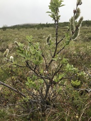 Salix richardsonii