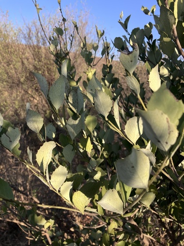 Grey Kokotree (Maytenus albata)