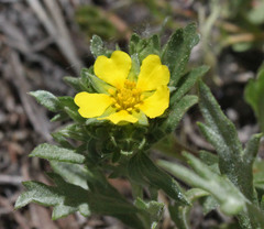 Potentilla wheeleri