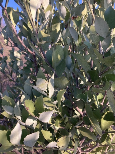Image of Maytenus albata by no rights reserved