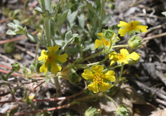 Potentilla wheeleri