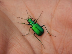 Cicindela denikei