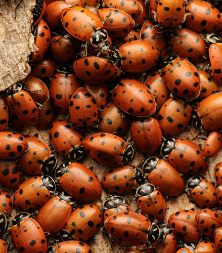 Convergent Lady Beetle, photo 3 of 9