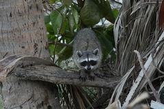Procyon lotor insularis