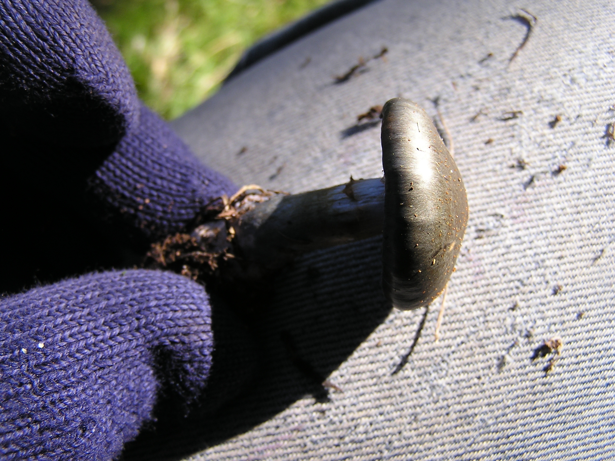 Cortinarius rotundisporus image