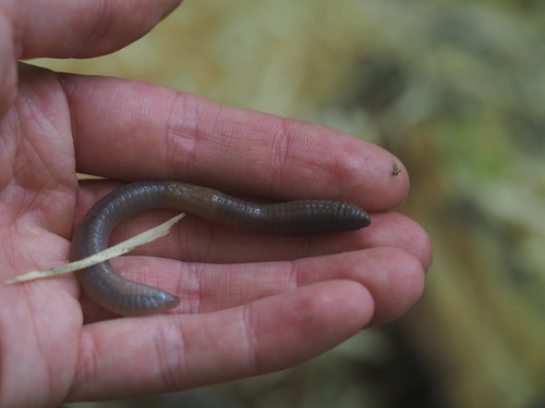 Dendrobaena alpina