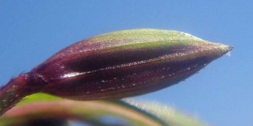 Image of Digitaria ciliaris by (c) Thomas Gyselinck, some rights reserved (CC BY)