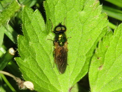 Chloromyia formosa