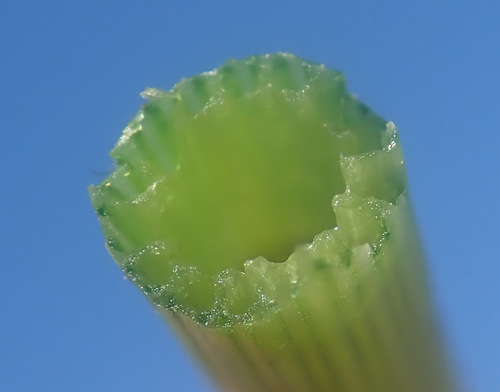 Horsetail (Equisetum × litorale)