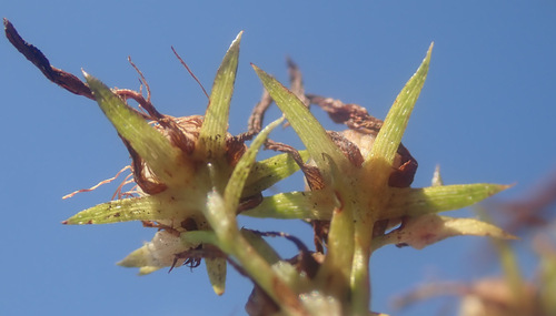 Paprastoji jonažolė nuotrauka