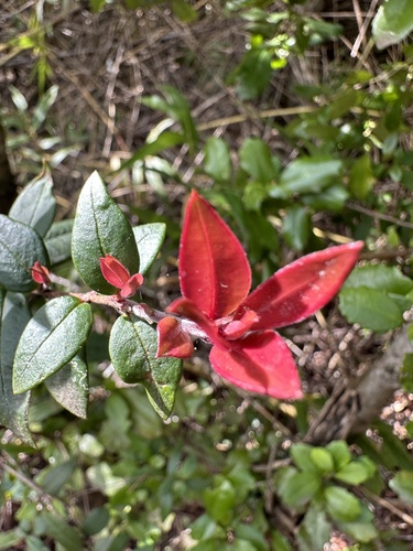 Image of Ugni molinae by (c) nitsuga74, some rights reserved (CC BY)