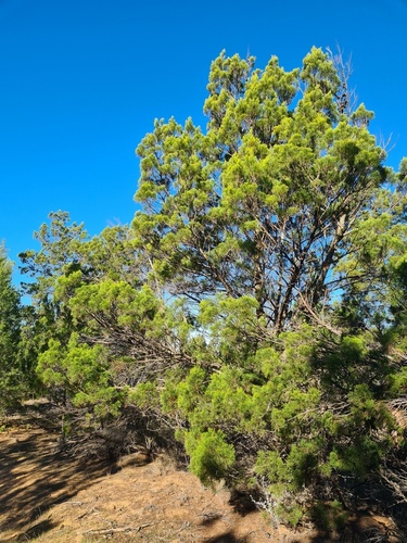 Callitris preissii, photograph 5