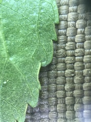Betula papyrifera kenaica