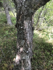 Betula papyrifera kenaica