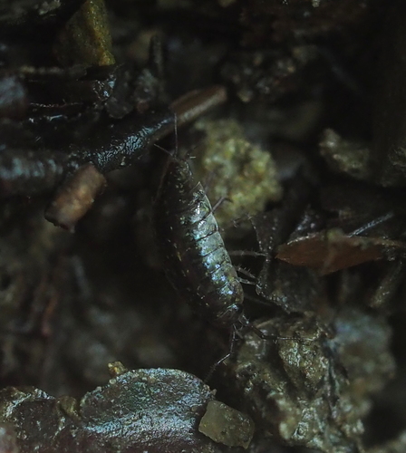 Ligidium germanicum