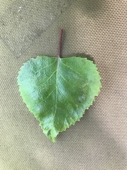 Betula papyrifera kenaica