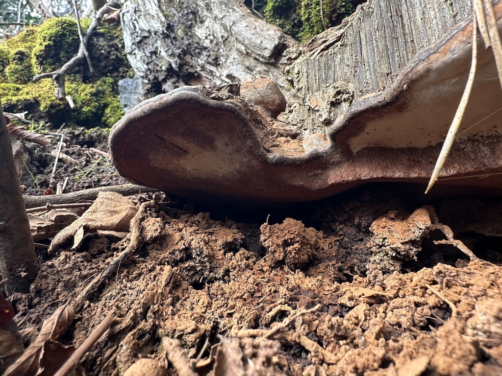 Ganoderma australe · August 2024 · photo: © nitsuga74 (iNaturalist, cc-by)