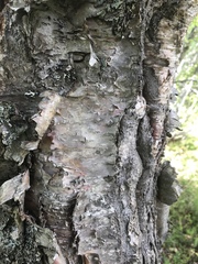 Betula papyrifera kenaica