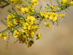 Parkinsonia