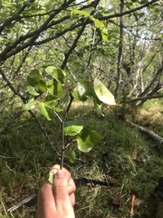 Betula papyrifera kenaica
