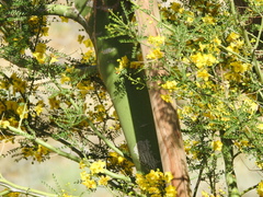 Parkinsonia