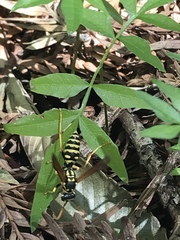 Polistes dominula