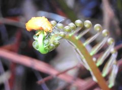 Podontia lutea