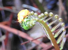 Podontia lutea