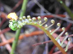 Podontia lutea