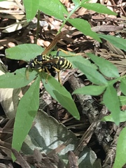Polistes dominula